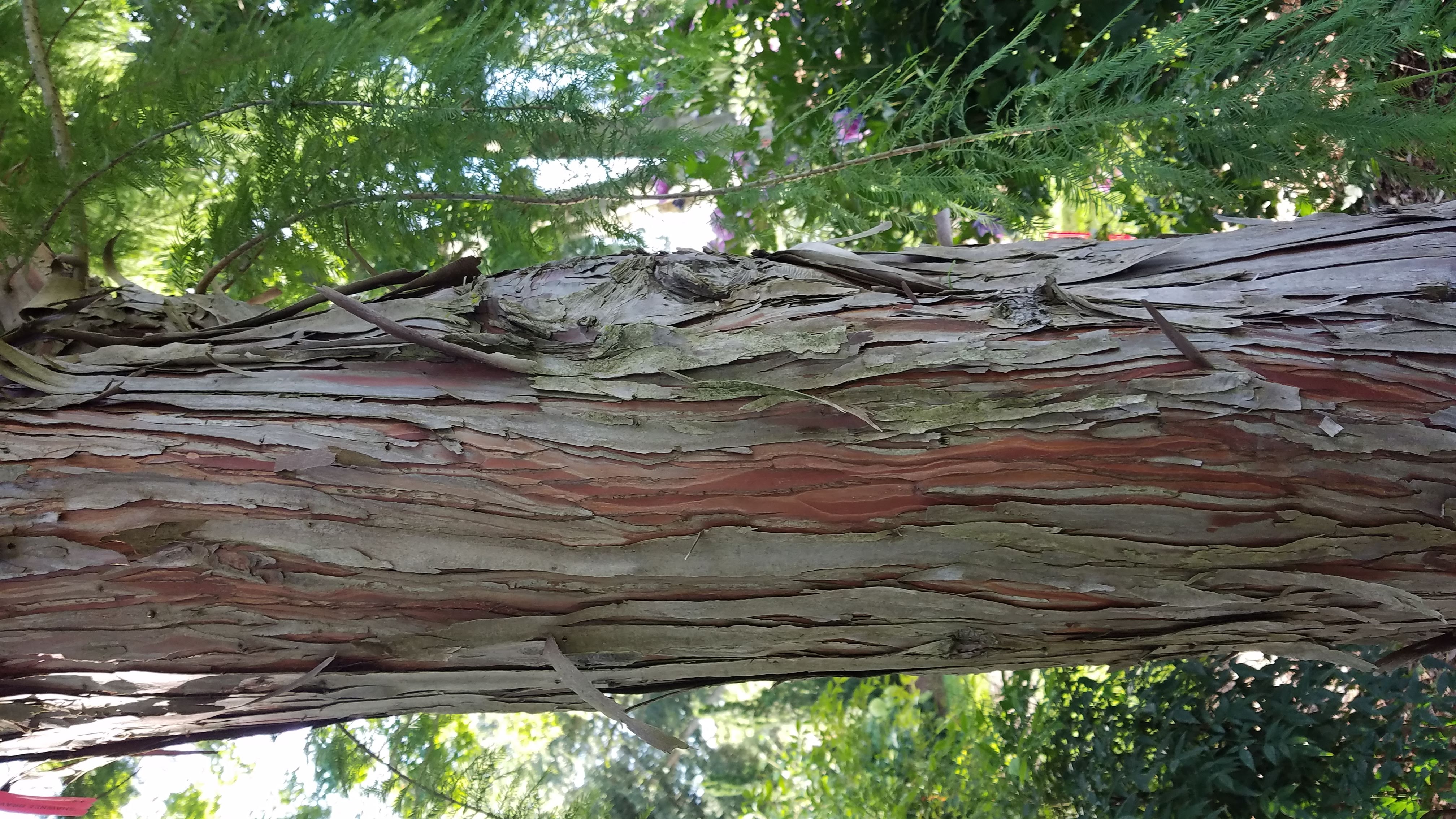 Baldcypress. 